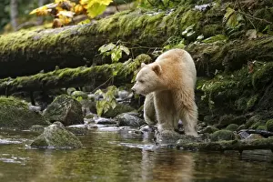 American Black Bear (Ursus americanus kermodei) Spirit Bear white morph, adult