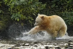 American Black Bear (Ursus americanus kermodei) Spirit Bear white morph, adult