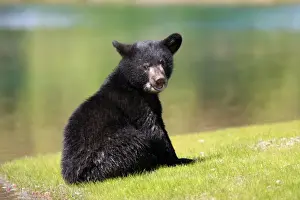 Ursidae Prints: American Black Bear (Ursus americanus) six-month old cub
