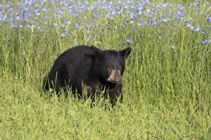 American Black Bear (Ursus americanus) six-month old cub, walking in meadow, Montana, U. S. A. june (captive)