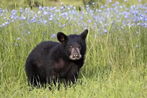 American Black Bear (Ursus americanus) six-month old cub, standing in meadow, Montana, U. S. A. june (captive)