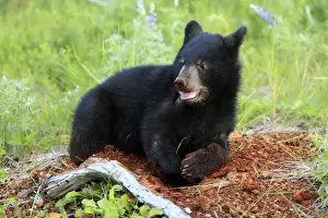 American Black Bear (Ursus americanus) six-month old cub, digging in meadow, Montana, U. S. A. june (captive)