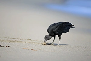 American Black Vulture (Coragyps atratus) adult, feeding on sea turtle egg, standing on sandy beach, Trinidad