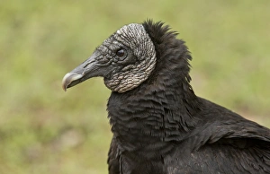 Bill Prints: American Black Vulture (Coragyps atratus) adult