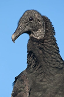 American Black Vulture (Coragyps atratus) adult, close-up of head and neck, Everglades N. P. Florida, U. S. A. december