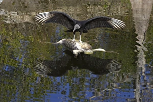 American Black Vulture (Coragyps atratus) adult, feeding on American Alligator (Alligator mississipiensis) carcass floating in water, Everglades N. P. Florida, U. S. A