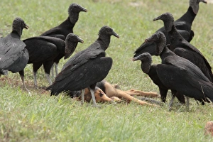 Carrion Prints: American Black Vulture (Coragyps atratus) adults