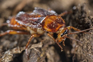 Parasitized Prints: American Cockroach (Periplaneta americana) adult