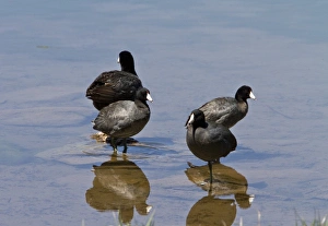 Uutah Prints: American coots, group, Utah USA