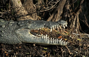 Crocodiles Prints: American Crocodile (Crocodylus acutus) Florida