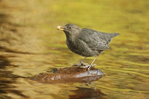 Rain Forests Prints: American Dipper (Cinclus mexicanus) immature