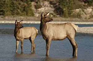 Hinds Prints: American Elk (Cervus canadensis) adul female with young, standing in river, Jasper N. P