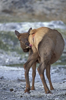 Licks Prints: American Elk (Cervus canadensis) adult female
