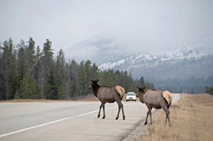 Cars Prints: American Elk (Cervus canadensis) two adult females