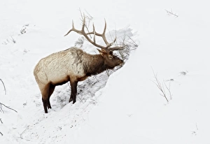 Animals USA Prints: American Elk (Cervus canadensis) adult male