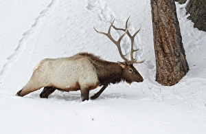 Yellowstone Prints: American Elk (Cervus canadensis) adult male