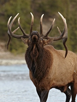 American Elk (Cervus canadensis) adult male, bugling beside river during rut, Jasper N. P. Rocky Mountains, Alberta, Canada, september