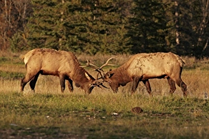 Aggression Prints: American Elk (Cervus canadensis) two adult males, fighting during rut, Jasper N. P