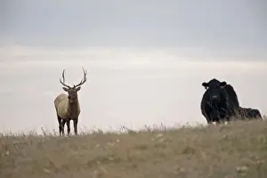Wild Prints: American Elk (Cervus canadensis manitobensis) adult male