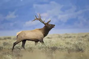 Running Prints: American Elk (Cervus canadensis nelsoni) adult male