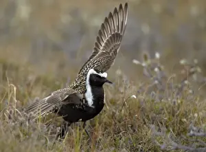 American Golden Plover (Pluvialis dominica) adult male, breeding plumage, performing broken wing distraction display