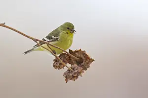 S Eed Prints: American Goldfinch (Carduelis tristis) adult female