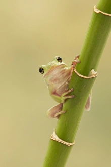 American Green Treefrog (Hyla cinerea) adult, clinging to bamboo stem (captive)