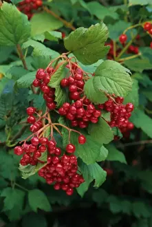 American Highbush Cranberry (Viburnum trilobum) close-up of berries, U. S. A
