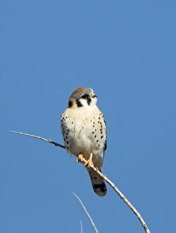 Falcon Prints: American Kestrel (Falco sparverius) adult male