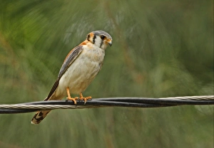 American Kestrel (Falco sparverius) adult male, perched on overhead powerline, Hope Gardens, Jamaica, april