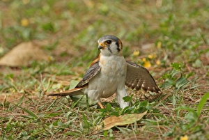 American Kestrel (Falco sparverius) adult male, snatching prey on ground, Hope Gardens, Jamaica, april