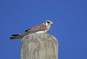 Falcon Prints: American Kestrel (Falco sparverius dominicensis) adult female