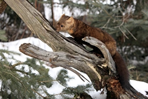 Montana Prints: American Marten (Martes americana) adult