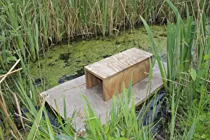 Traps Prints: American Mink (Mustela vison) introduced pest species control