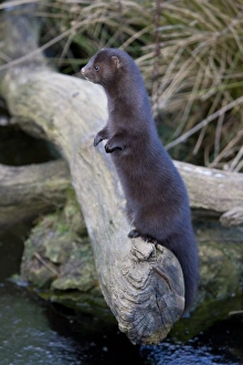 American Mink (Mustela vison) introduced species, adult, standing on hind legs, on log over water, England, february (captive)