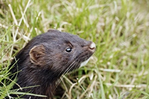 American Mink (Mustela vison) introduced species, adult, close-up of head, England, July (captive)
