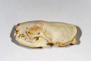 American Mink (Mustela vison) skull