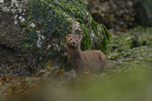 Strait Prints: American Mink (Neovison vison) adult