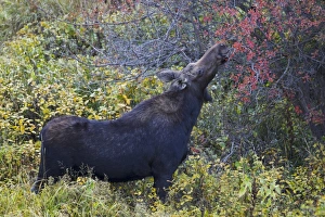 Moose Prints: American Moose (Alces alces shirasi) adult female