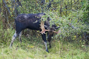 Moose Prints: American Moose (Alces alces shirasi) adult male