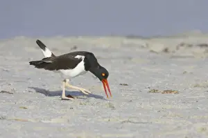Displays Prints: American Oystercatcher (Haematopus palliatus) adult