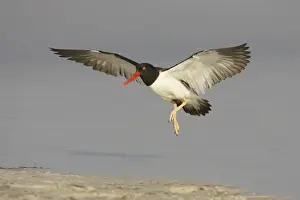 American Oystercatcher (Haematopus palliatus) adult, in flight, landing on beach, Fort de Soto, Florida, U. S. A