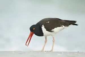 American Oystercatcher (Haematopus palliatus) adult, feeding on beach, Florida, U. S. A. february