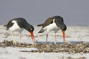 Animals USA Prints: American Oystercatcher (Haematopus palliatus) adult pair