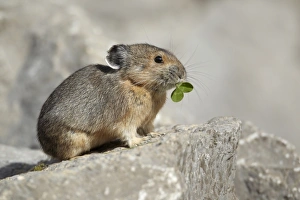 American Pika (Ochotona princeps) adult, feeding on clover leaves, standing on rock, Jasper N. P. Alberta, Canada