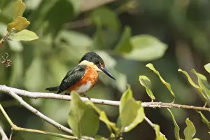 Kingfishers Prints: American Pygmy Kingfisher (Chloroceryle aenea) adult male
