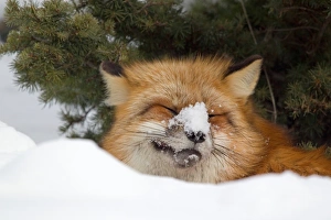 Animals USA Prints: American Red Fox (Vulpes vulpes fulva) adult
