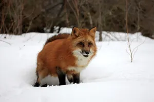 Dropping Prints: American Red Fox (Vulpes vulpes fulva) adult