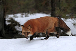 American Red Fox (Vulpes vulpes fulva) adult, walking in snow, Montana, U. S. A. winter (captive)
