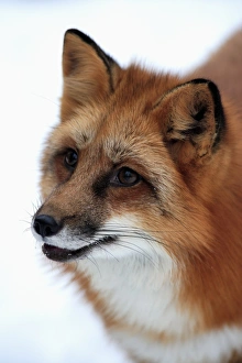 American Red Fox (Vulpes vulpes fulva) adult, close-up of head, in snow, Montana, U. S. A. winter (captive)